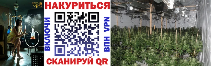 Канабис семена  Приморск 